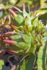 Fototapeta premium closeup of Exotic Dragon fruit