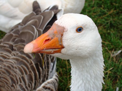 goose 2