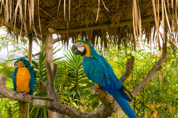 Obraz premium Gold and Blue Macaws