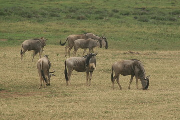 A photo taken in africa of a group of wilderbeast