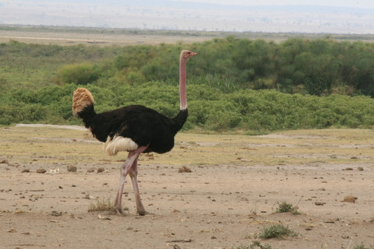 This is a photo of a male Ostrich taken in Kenya.