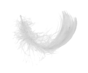 white chicken feather