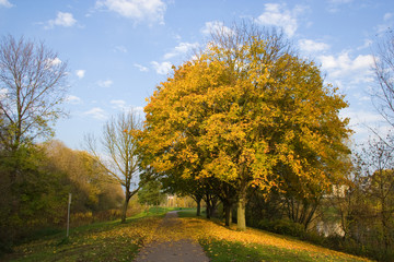 Herbstbaum