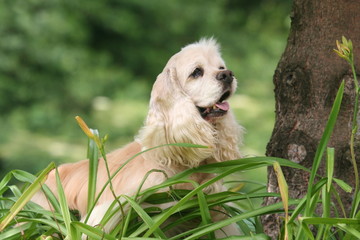le cocker americain cache dans les herbes hautes