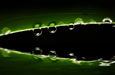 green leaf and drop background macro image