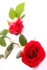 Red valentine roses