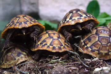 Griechische Landschildkroeten (Testudo hermanni)