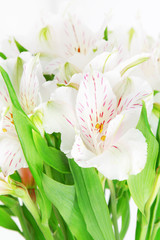 Obraz premium Alstroemeria flowers