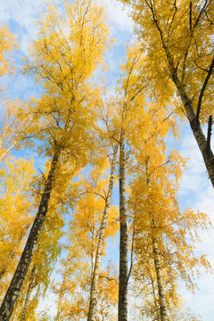 Birch with yellow leaves at autumn season.