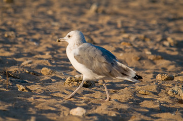 Seagull walking on the beach