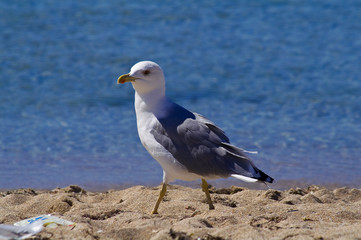 Seagul on the sunny beach