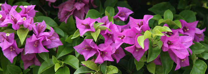 pink purple and white bougainvillea plant - obrazy, fototapety, plakaty