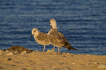 two seagulls on the sandy beach
