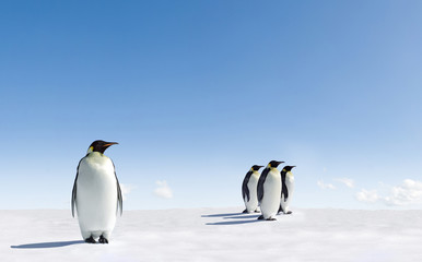 Obraz premium Pingwiny cesarskie na Antarktydzie