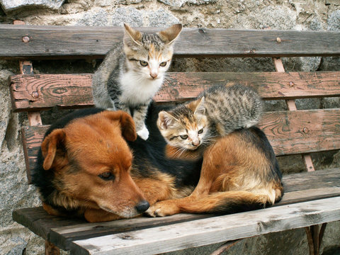 two young cats and dog are friends