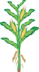 illustration of a corn plant on a white background