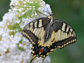 Papillon noir et jaune