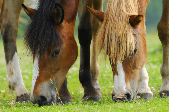 blond and dark hair horses