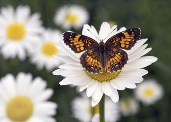 Butterfly on a daisy