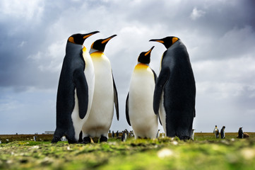 4 King Penguins standing together - obrazy, fototapety, plakaty
