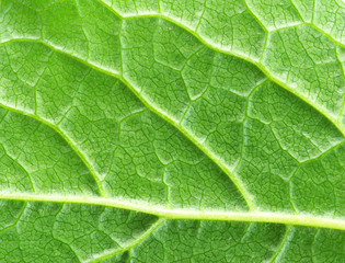 structure of leaf