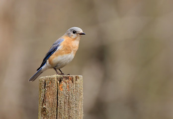 Eastern Bluebird (Sialia sialis) on a stump