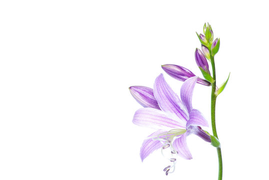 Fototapeta lovely purple flowers