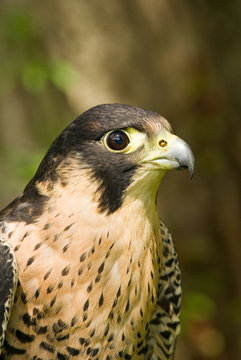 Peregrine Falcon portrait