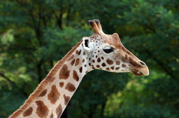 Close up of African Giraffe showing details.