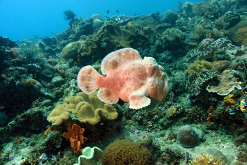 Giant Frogfish