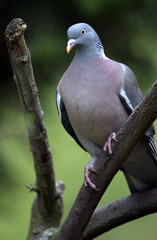 Close up of pigeon sat in tree.