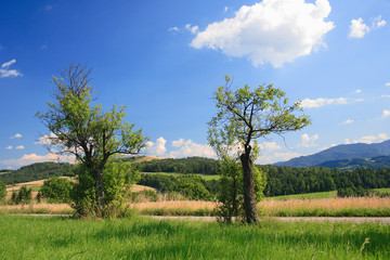 Green landscape with blue sky