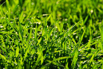 grass texture