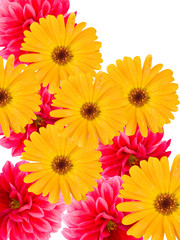 Flowers dahlias and camomiles