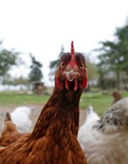 Rhodeländer Huhn