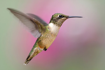 Fototapeta na wymiar Juvenile Ruby-throated Hummingbird (archilochus colubris)