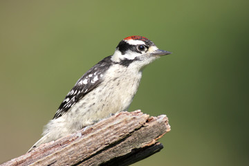 Male Downy Woodpecker (picoides pubescens)