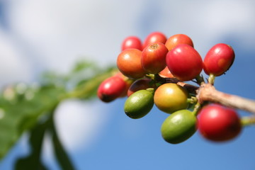 coffe tree