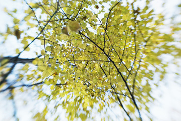 Yellow leafs with autumn flanks