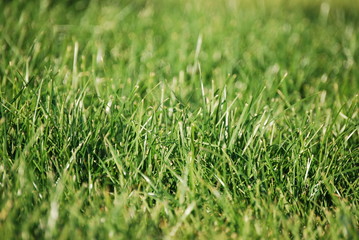 Lawn of high green grass