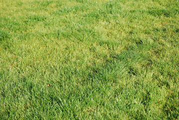 Bright perspective texture of grass lawn or meadow