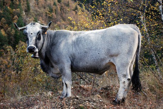 Gaconne pyr&eacute;nn&eacute;enne
