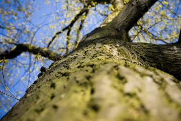 Der Baum