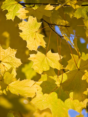 sunlight and yellow maple leaves. shallow dof