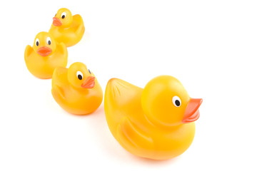 An adult rubber duck leads three juveniles