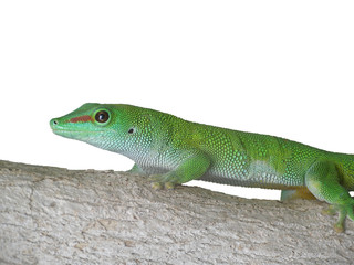 Green Lizard clear cut