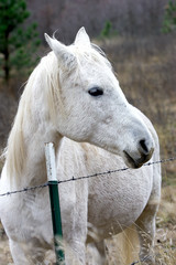 White horse by the fence.