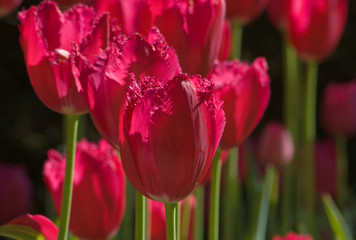 close up of raspberry pink tulip on dark background