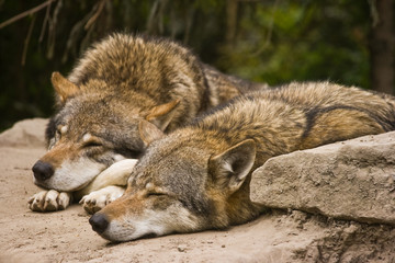 Grey wolves resting in the early morning sun