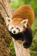 Red Pandas live in the Himalayas and southwest of China - 10407992